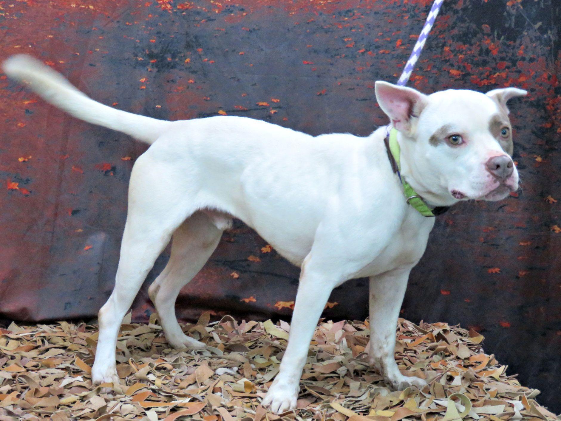 Enlarge Landon, a Adoptable mixed breed in Lexington, VA image 4/5