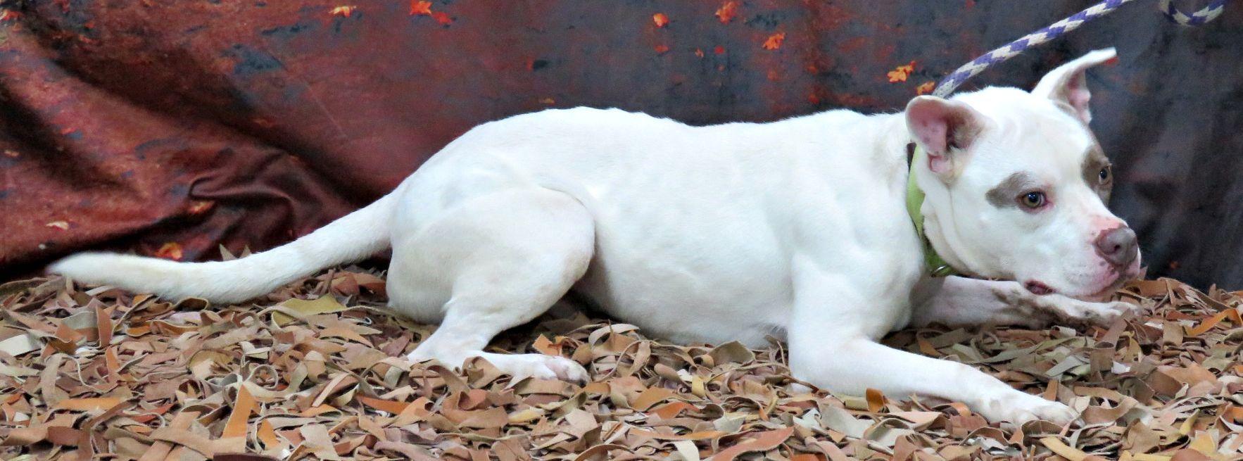 Enlarge Landon, a Adoptable mixed breed in Lexington, VA image 3/5