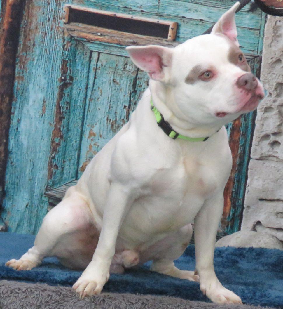 Landon, ADOPTABLE, Adult Male Pit Bull Terrier.