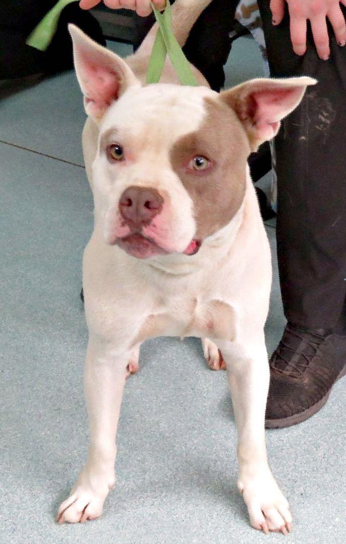 Landon, a ADOPTABLE mixed breed in Lexington, VA image 3/3
