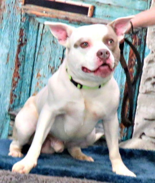 Landon, a ADOPTABLE mixed breed in Lexington, VA image 2/3