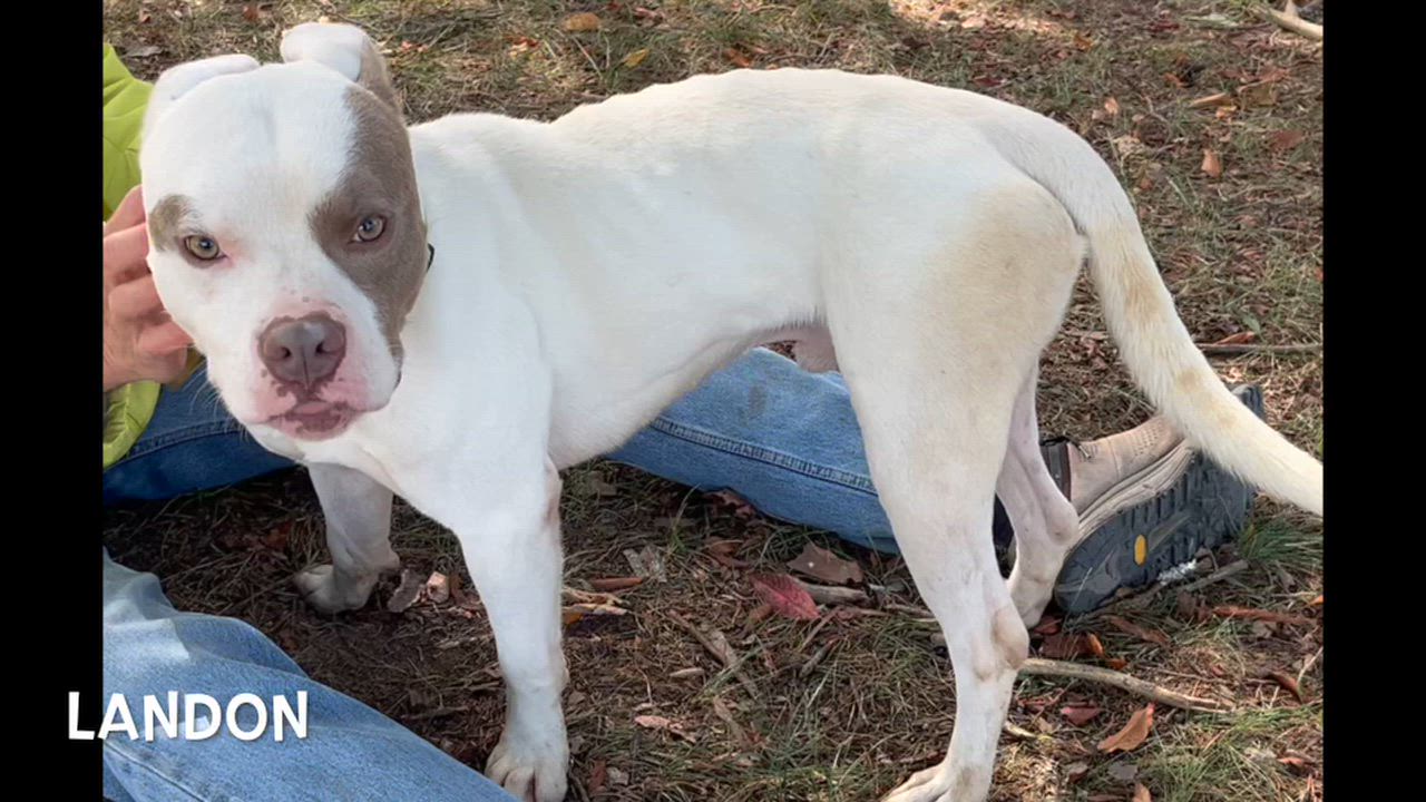 Enlarge Landon, a Adoptable mixed breed in Lexington, VA video 5/5
