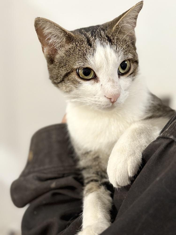 Enlarge Catrina, a Adoptable mixed breed in East Greenville, PA image 1/6