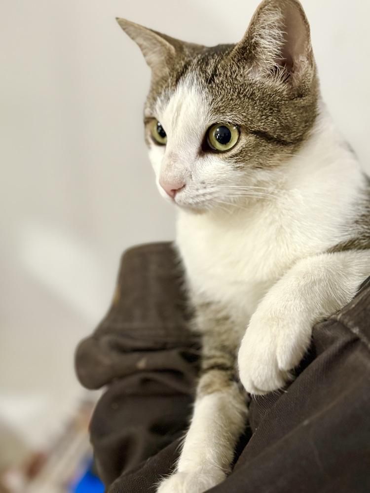 Enlarge Catrina, a Adoptable mixed breed in East Greenville, PA image 4/6