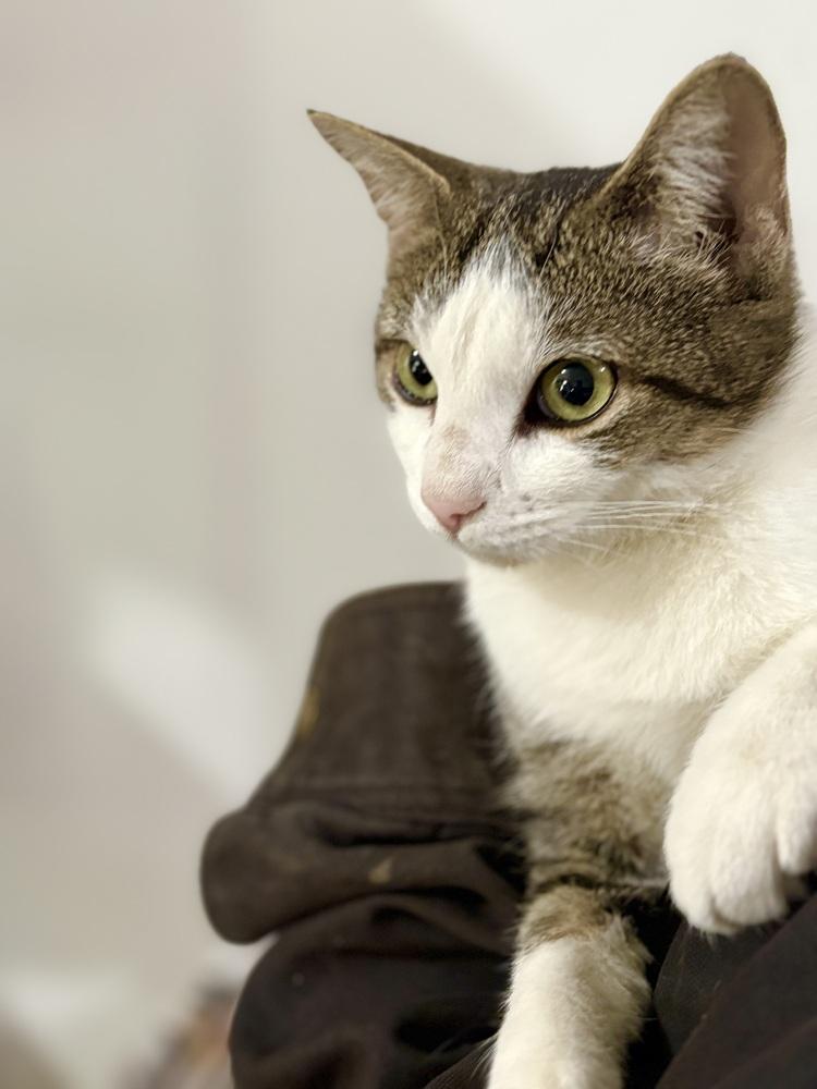 Enlarge Catrina, a Adoptable mixed breed in East Greenville, PA image 5/6