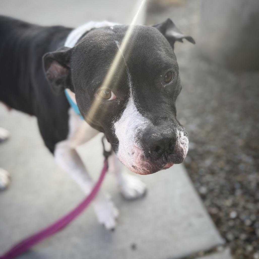 Enlarge Zibby, a Adoptable Mixed Breed in Pittsburgh, PA image 1/6