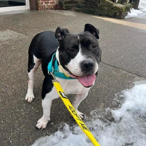 Enlarge Zibby, a Adoptable Mixed Breed in Pittsburgh, PA image 2/6