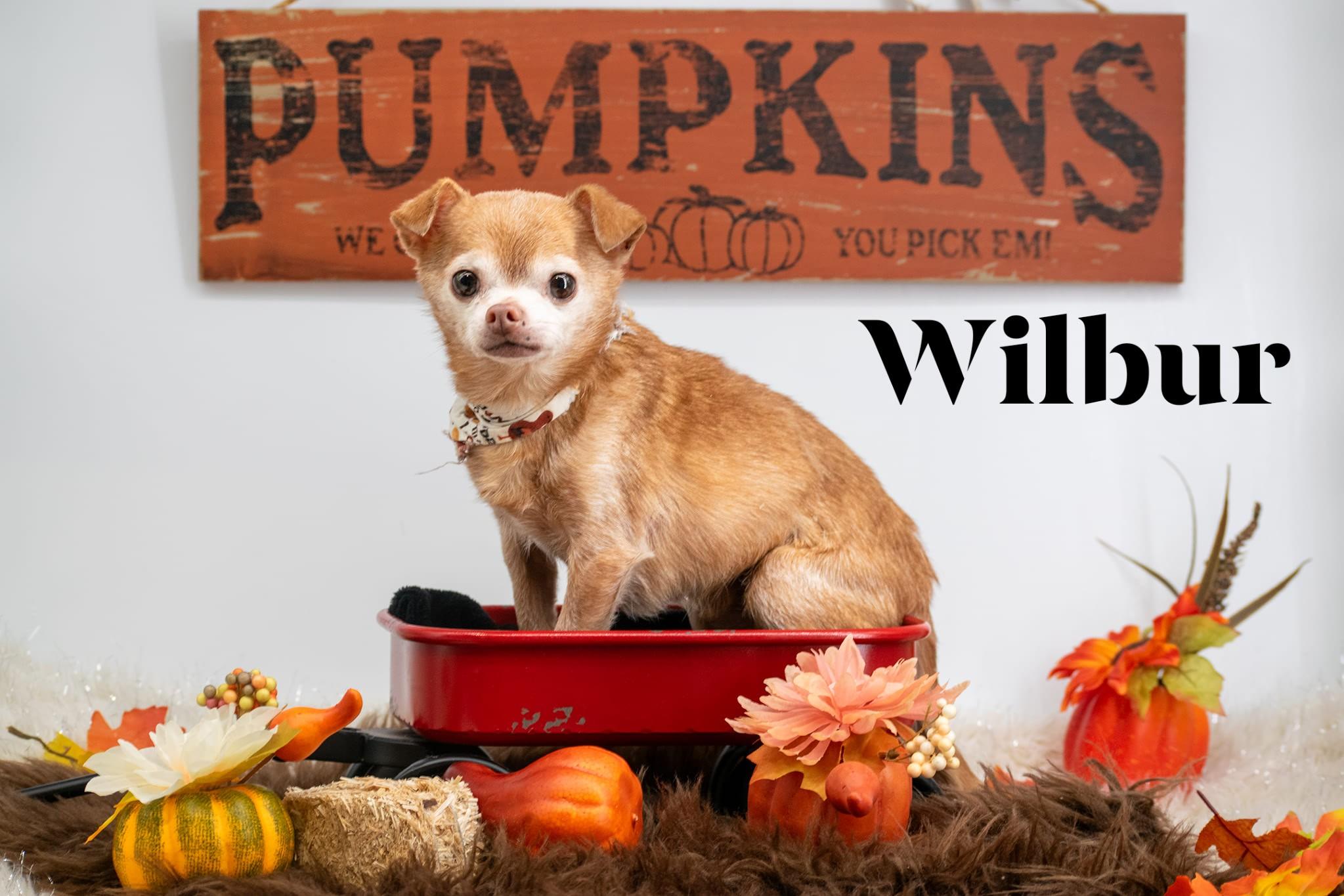 Wilbur
