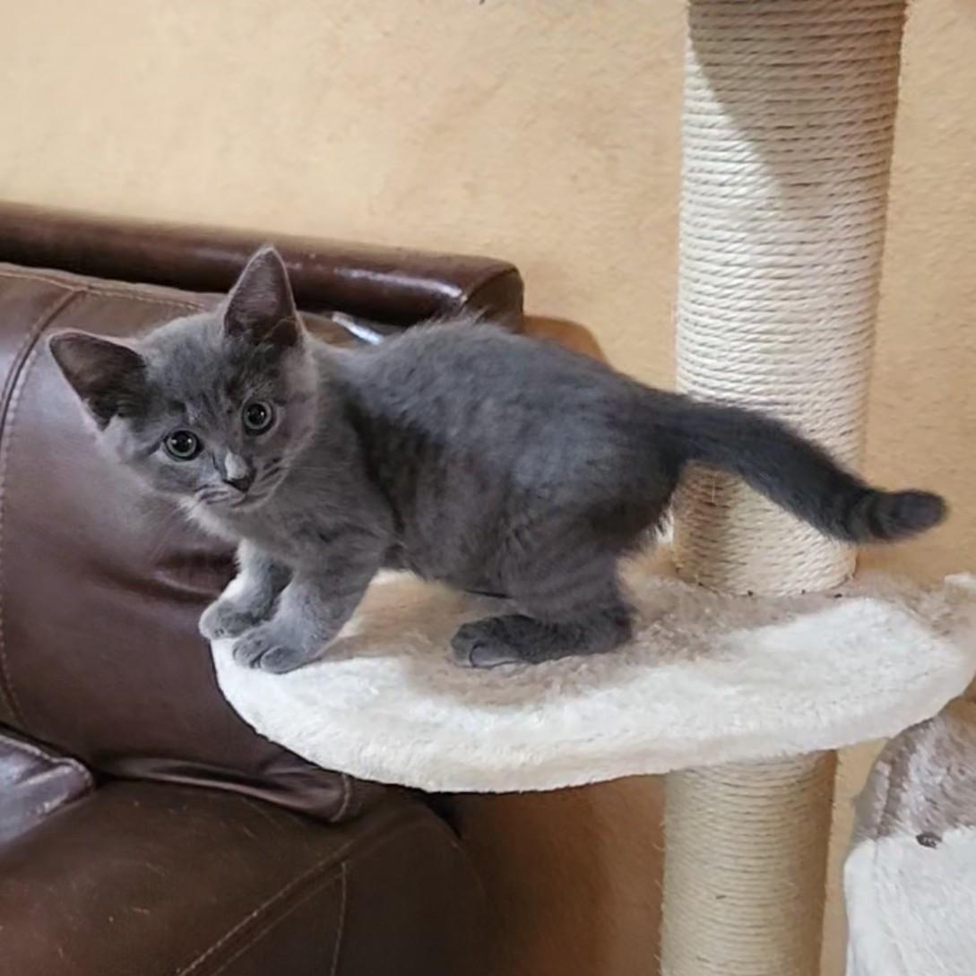 Enlarge Tornado (Russian Blue Mix) - Pre Adoption ONLY, an adopted mixed breed in Allen, TX image 6/6