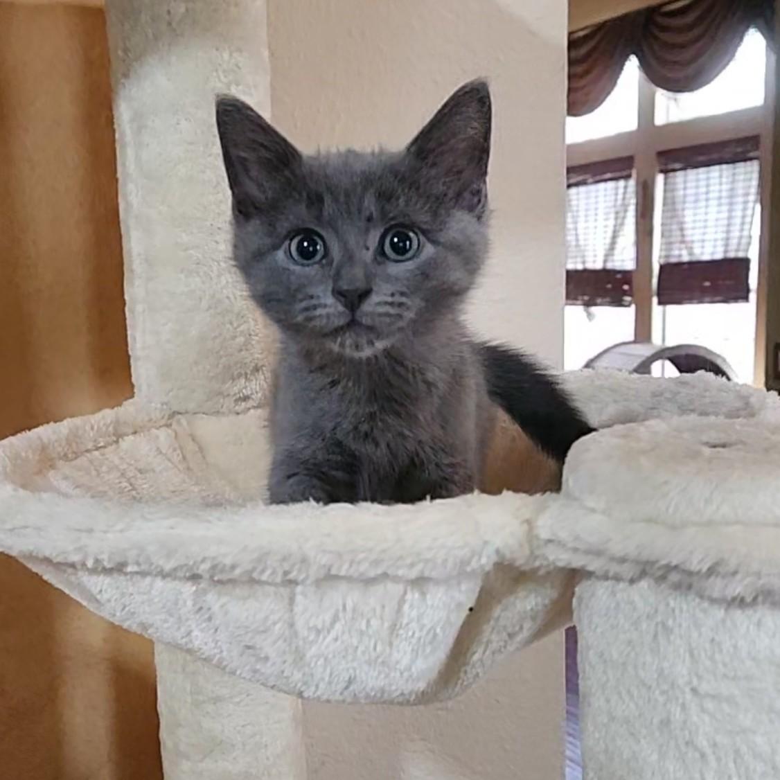 Enlarge Tornado (Russian Blue Mix) - Pre Adoption ONLY, an adopted mixed breed in Allen, TX image 3/6