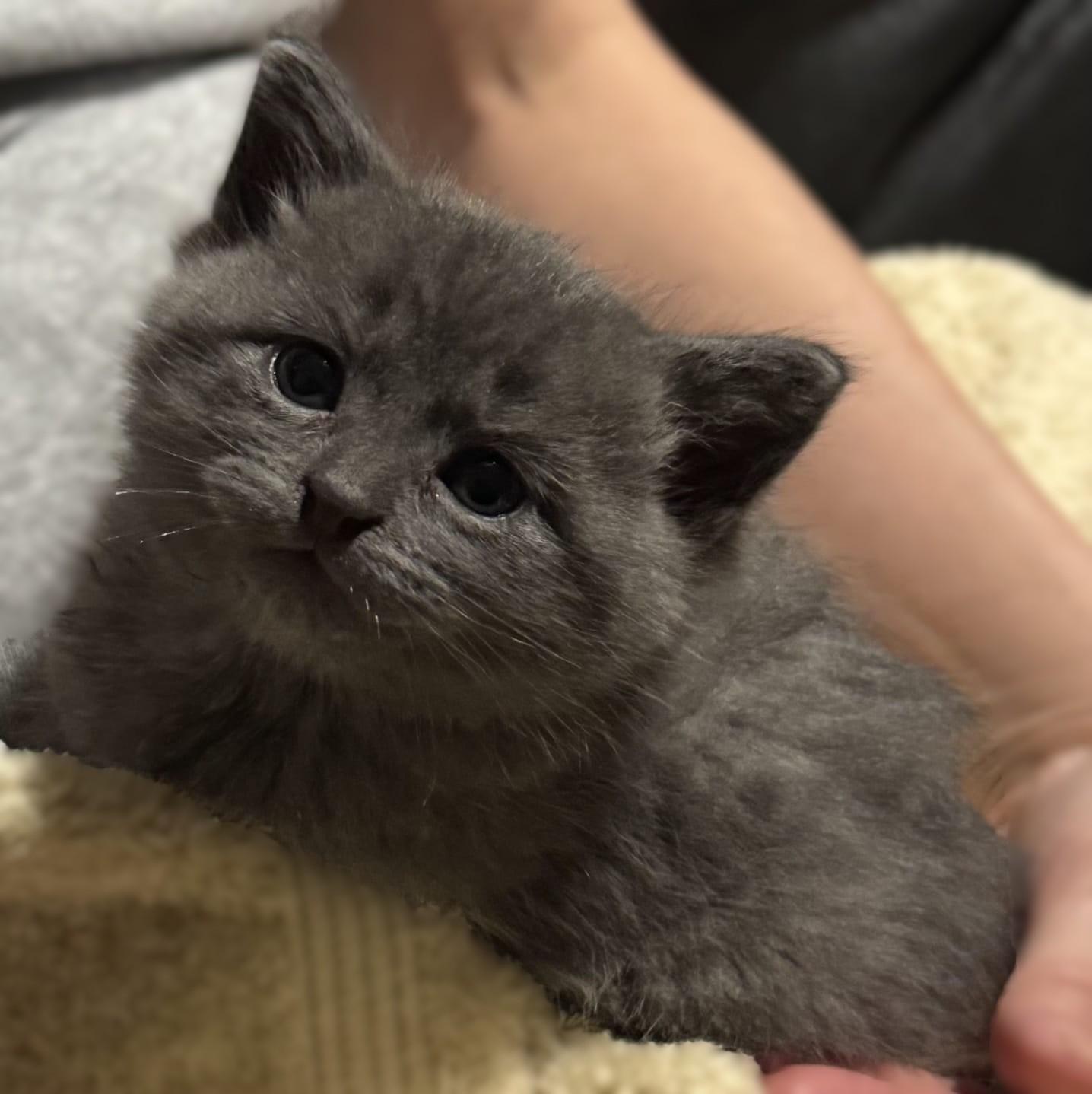 Enlarge Tornado (Russian Blue Mix) - Pre Adoption ONLY, an adopted mixed breed in Allen, TX image 1/6
