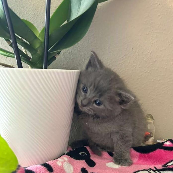 Enlarge Tornado (Russian Blue Mix) - Pre Adoption ONLY, an adopted mixed breed in Allen, TX image 2/6