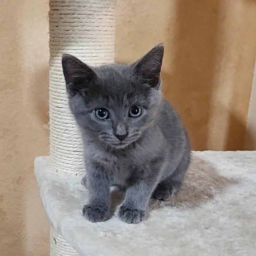 Enlarge Tornado (Russian Blue Mix) - Pre Adoption ONLY, an adopted mixed breed in Allen, TX image 4/6