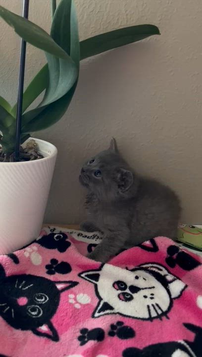 Enlarge Tornado (Russian Blue Mix) - Pre Adoption ONLY, an adopted mixed breed in Allen, TX video 5/6