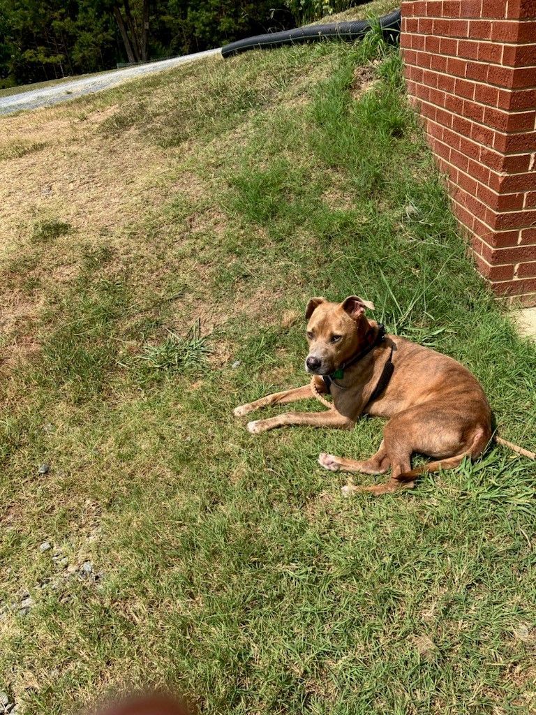 Enlarge Gunner, a Adoptable mixed breed in Salisbury, NC image 1/6