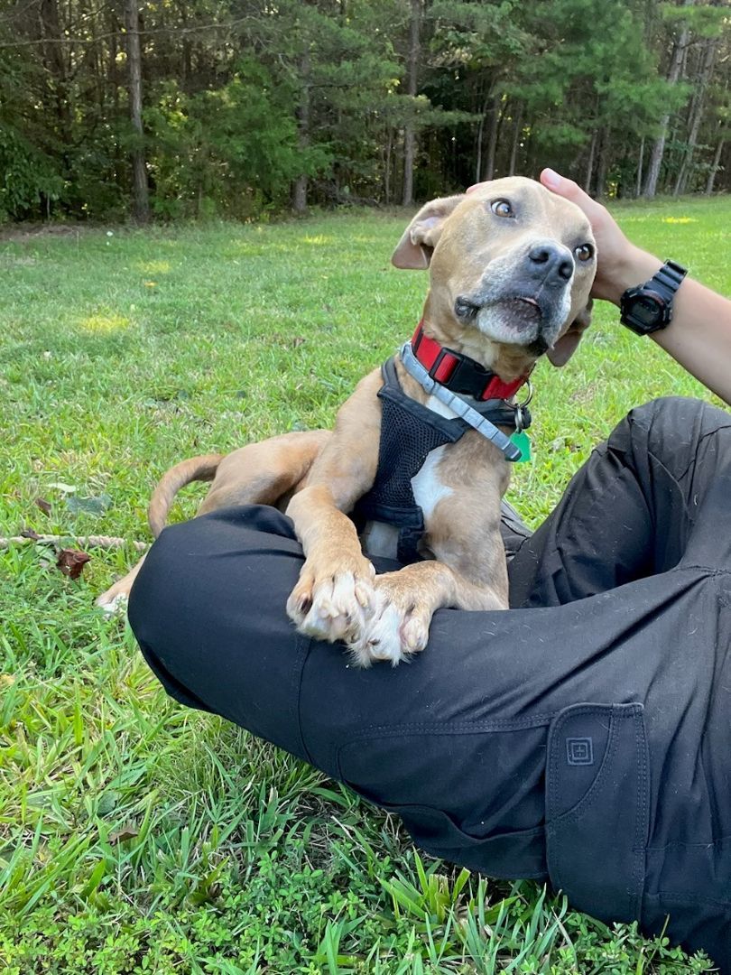 Enlarge Gunner, a Adoptable mixed breed in Salisbury, NC image 2/6