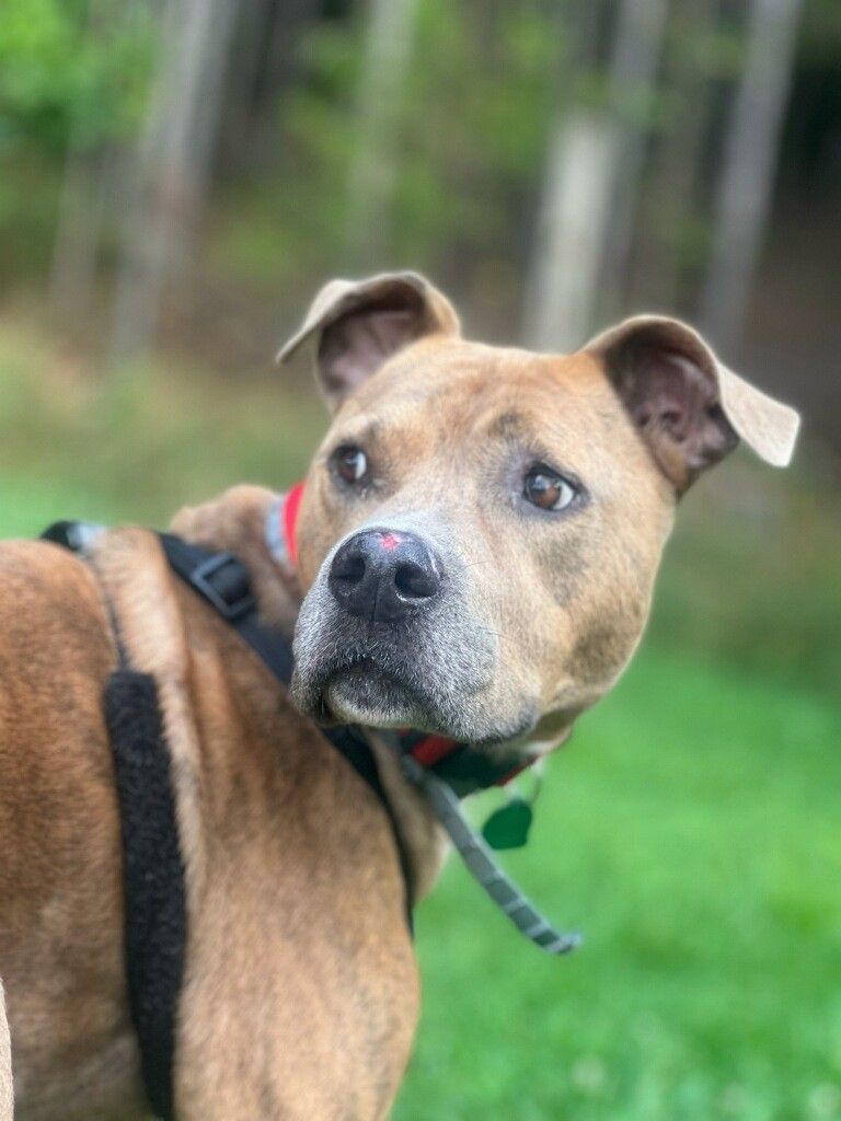 Enlarge Gunner, a Adoptable mixed breed in Salisbury, NC image 3/6