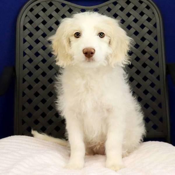 Murphy, Adoptable, Puppy Male Australian Shepherd & Standard Poodle.
