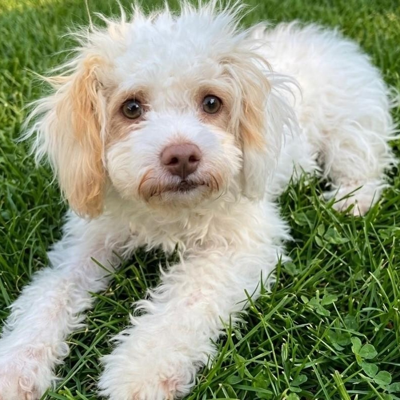 Enlarge Snoopy, an adopted Mixed Breed in Boca Raton, FL image 1/1