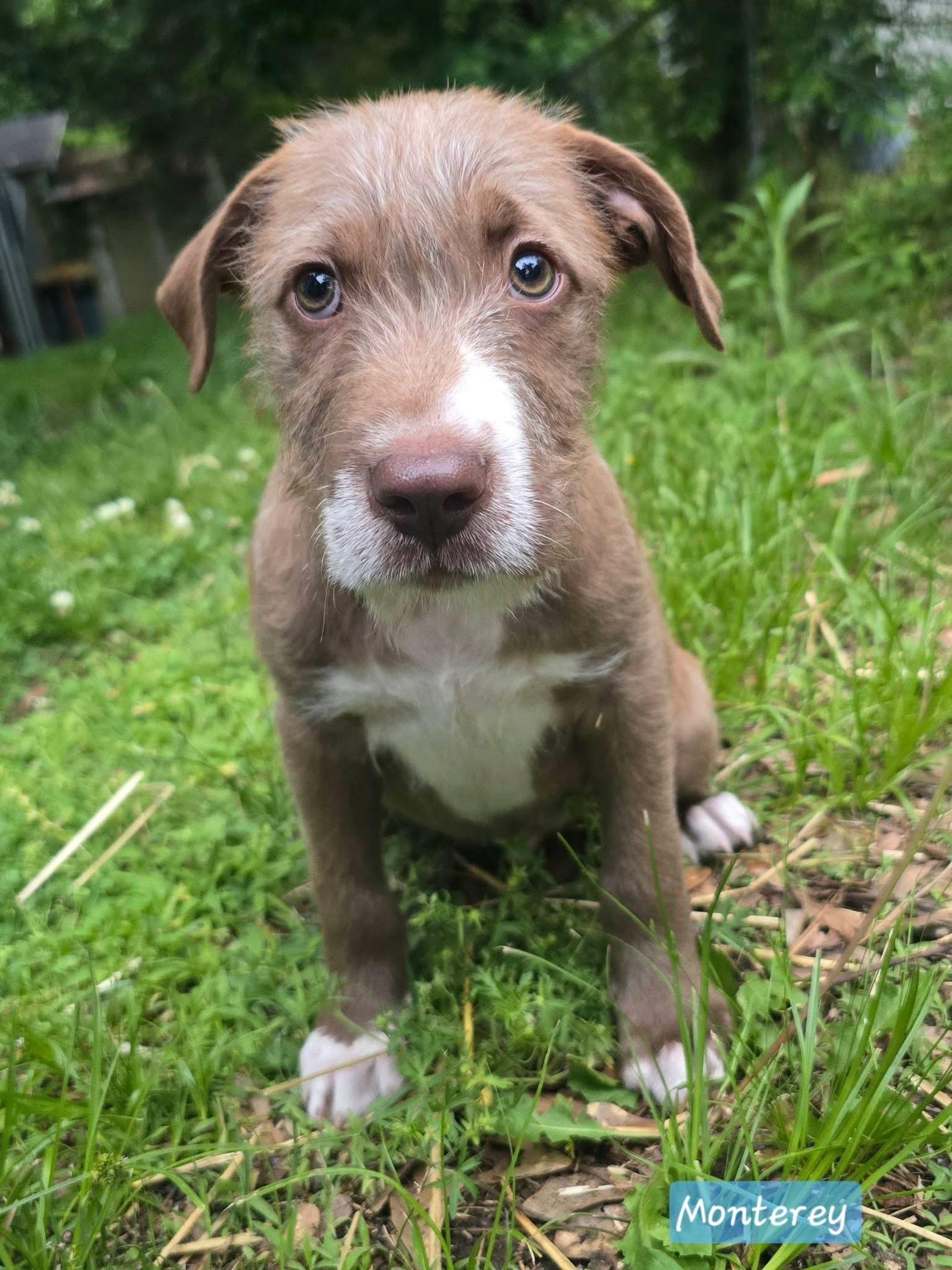 Enlarge Monterey, a Adoptable mixed breed in Smithfield, RI image 5/5