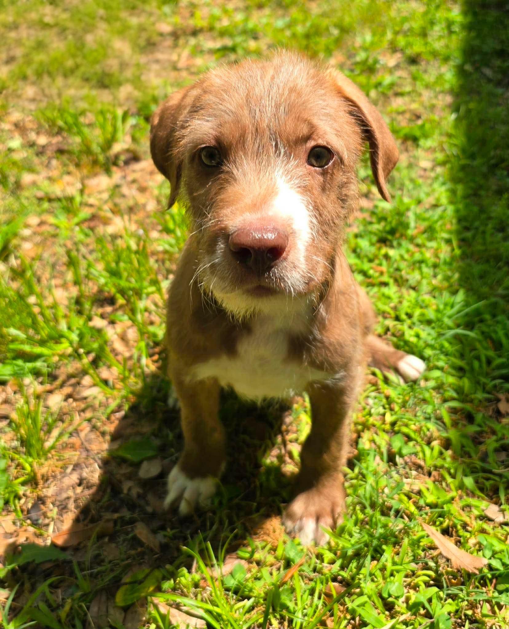 Enlarge Monterey, a Adoptable mixed breed in Smithfield, RI image 1/5