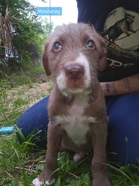 Enlarge Monterey, a Adoptable mixed breed in Smithfield, RI image 4/5
