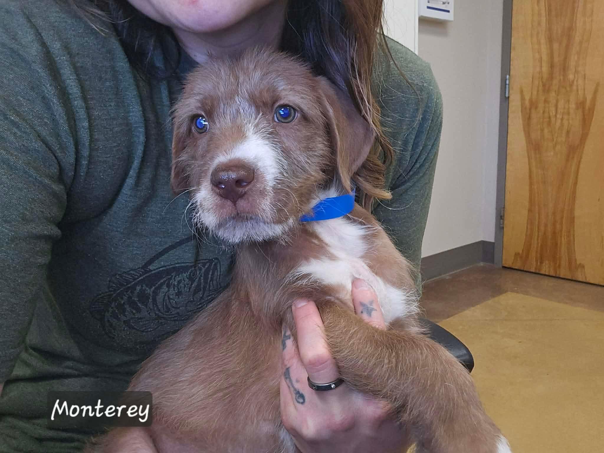 Enlarge Monterey, a Adoptable mixed breed in Smithfield, RI image 2/5