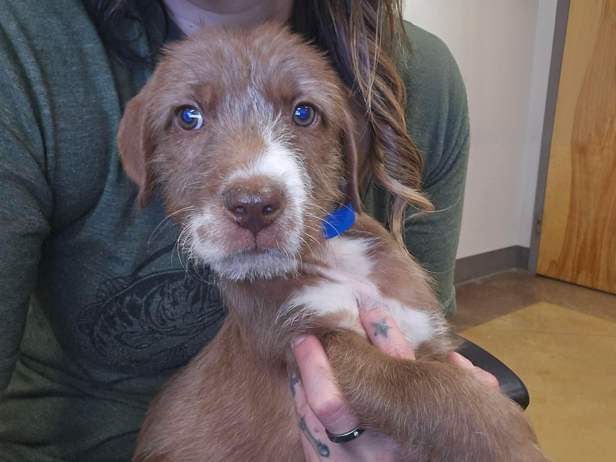Enlarge Monterey, a Adoptable mixed breed in Smithfield, RI image 3/5