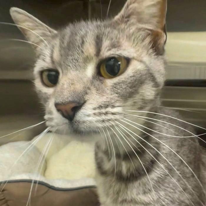 Enlarge Tempest, a Adopted Domestic Short Hair in Hilton Head Island, SC image 1/1
