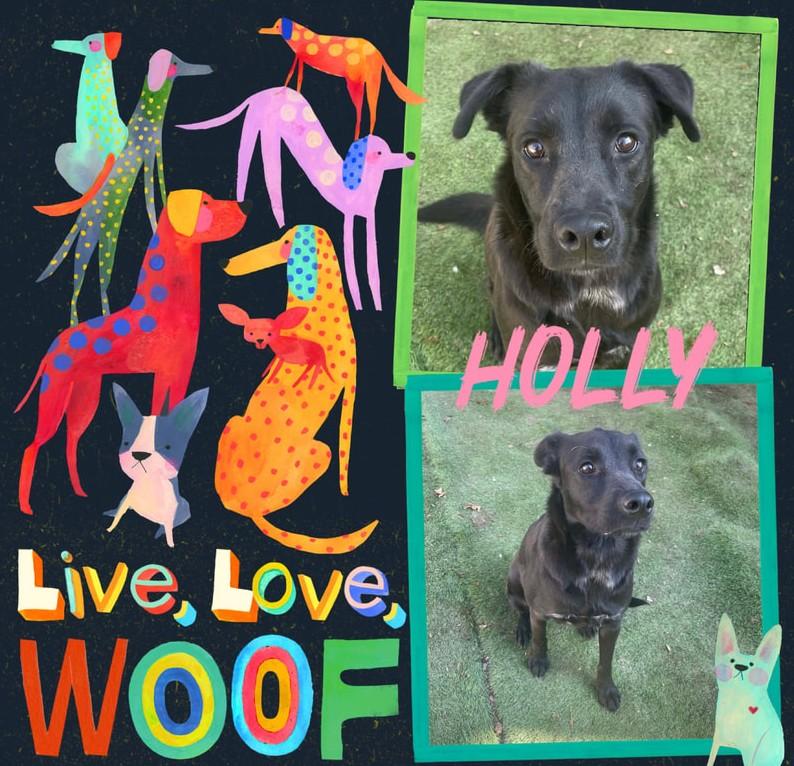 Holly, Adoptable, Young Female Labrador Retriever.