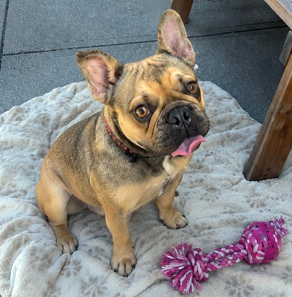 Coconut, adopted, Young Female French Bulldog.