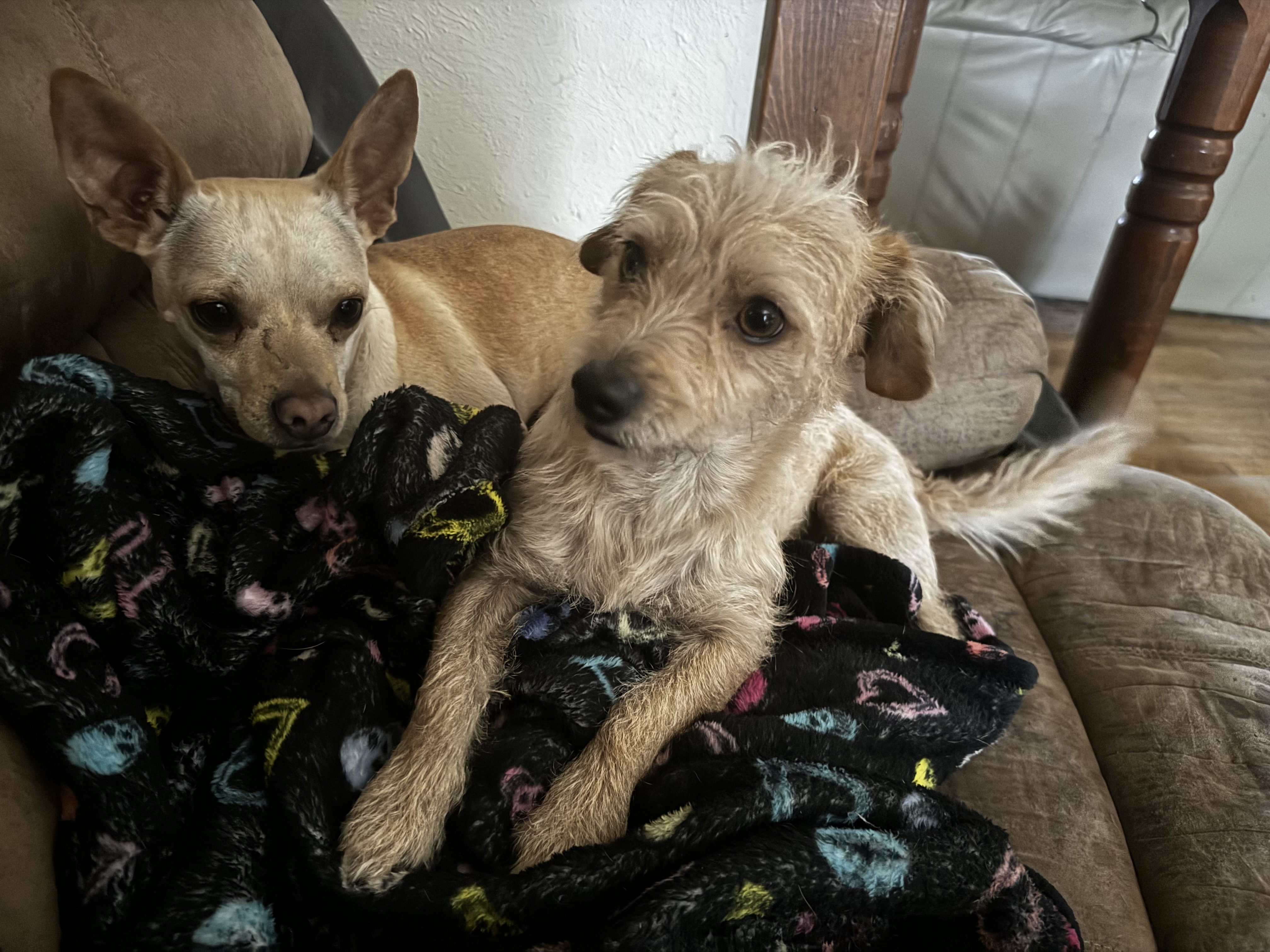 Bobby and Keiko Bonded Pair