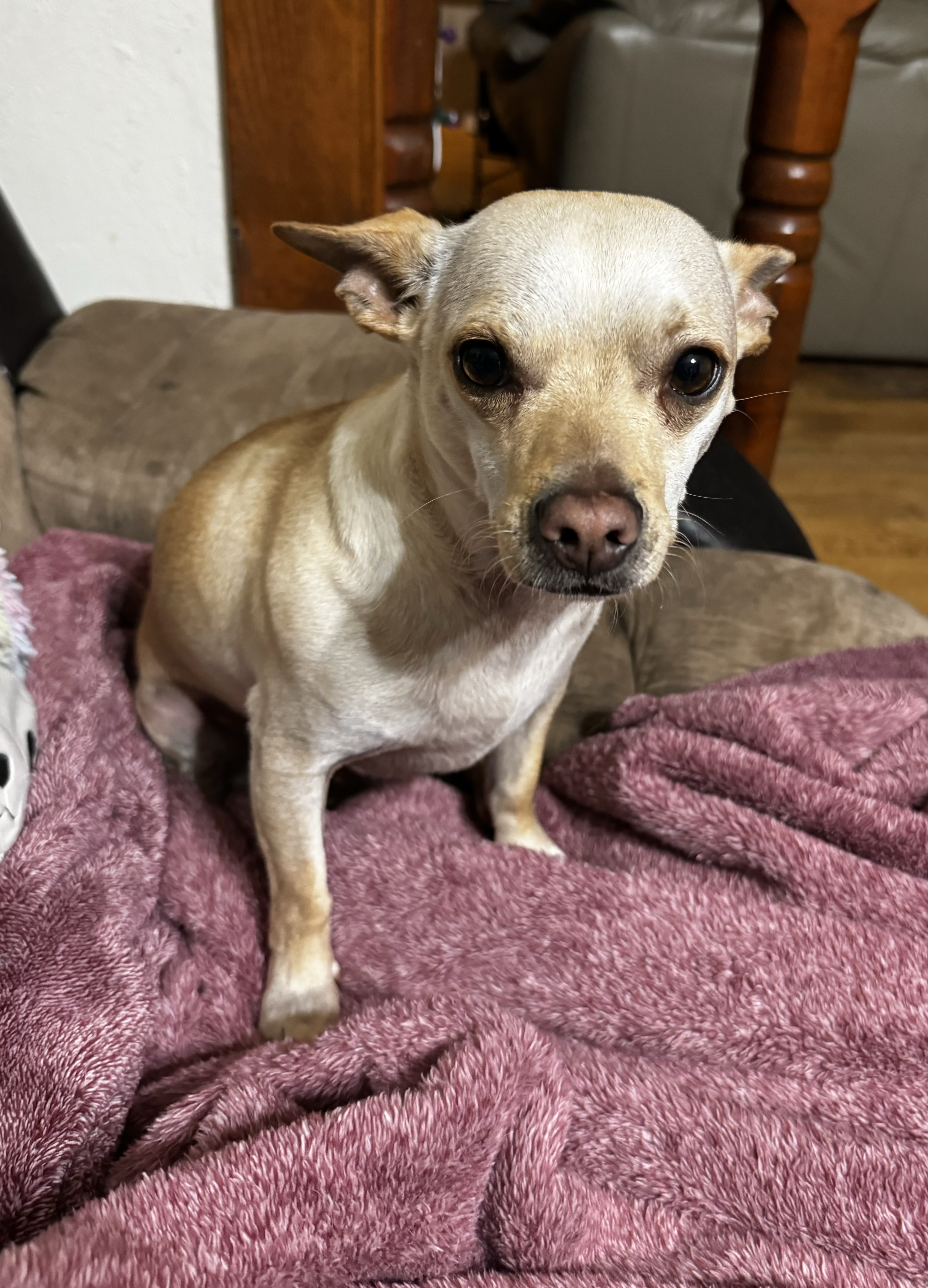 Bobby and Keiko Bonded Pair 5