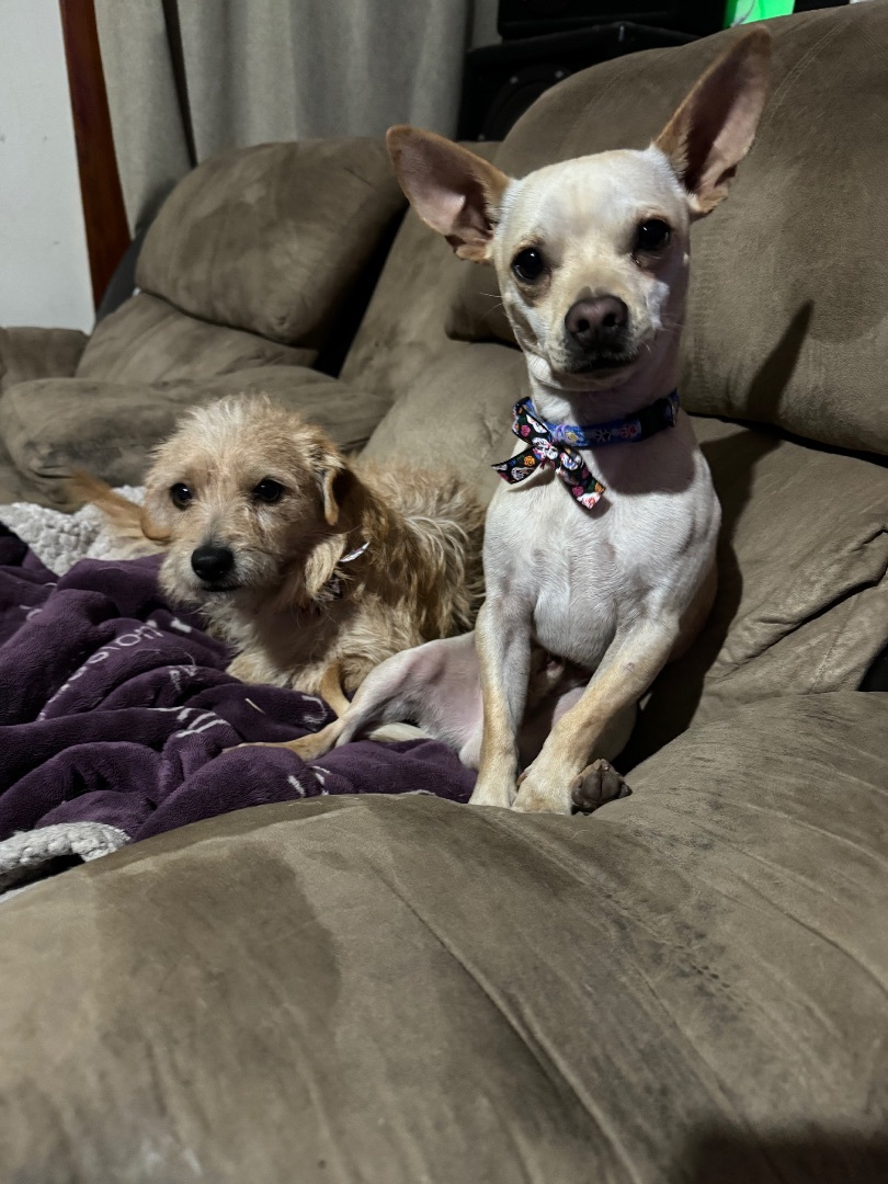 Bobby and Keiko Bonded Pair 3