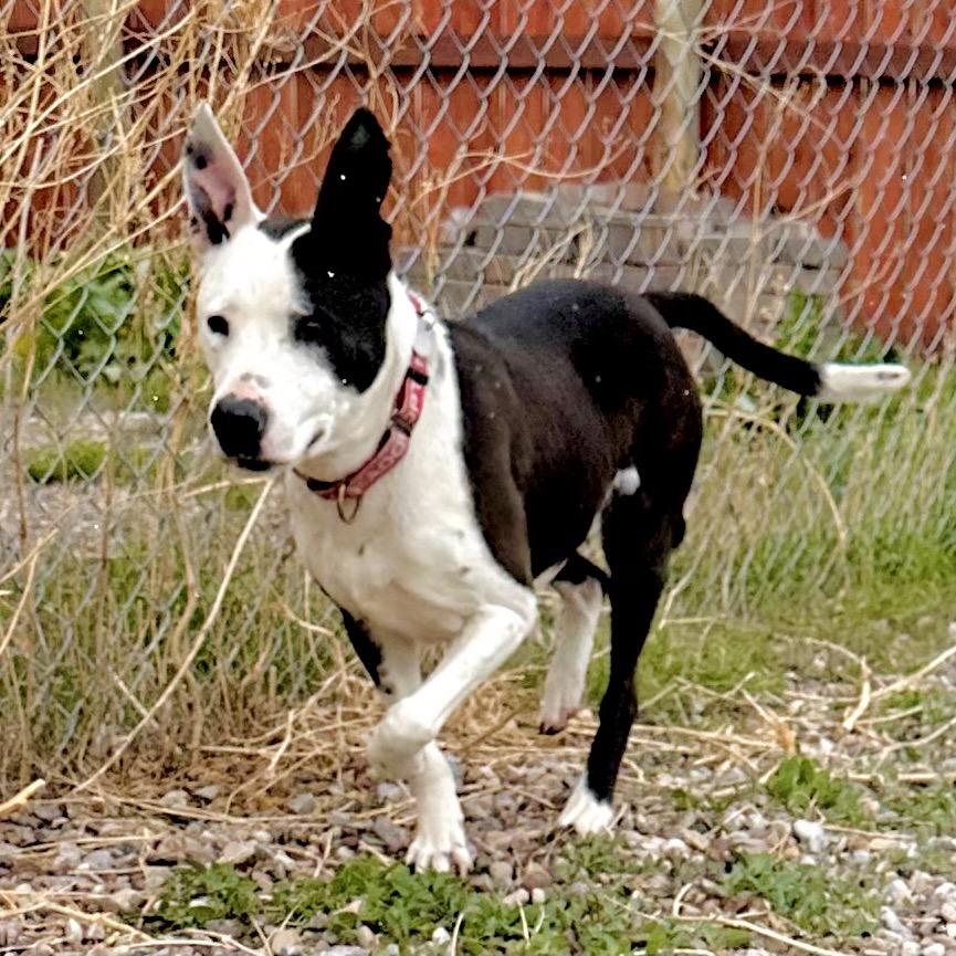 Sadie, Adoptable, Senior Female Border Collie & Pit Bull Terrier.