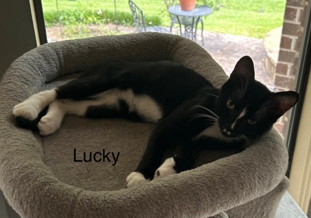 Lucky, Adoptable, Kitten Male Domestic Short Hair.