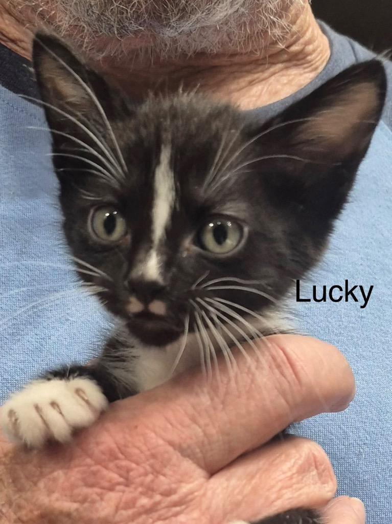 Enlarge Lucky, a Adoptable mixed breed in Spring, TX image 2/2