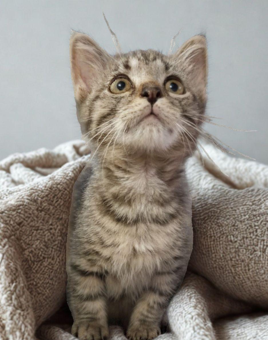 King, a ADOPTABLE American Shorthair in Union City, NJ image 2/6