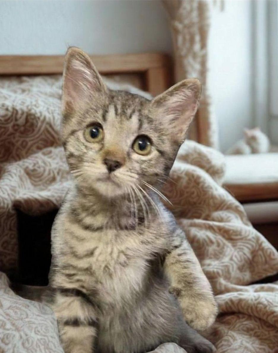 King, a ADOPTABLE American Shorthair in Union City, NJ image 3/6