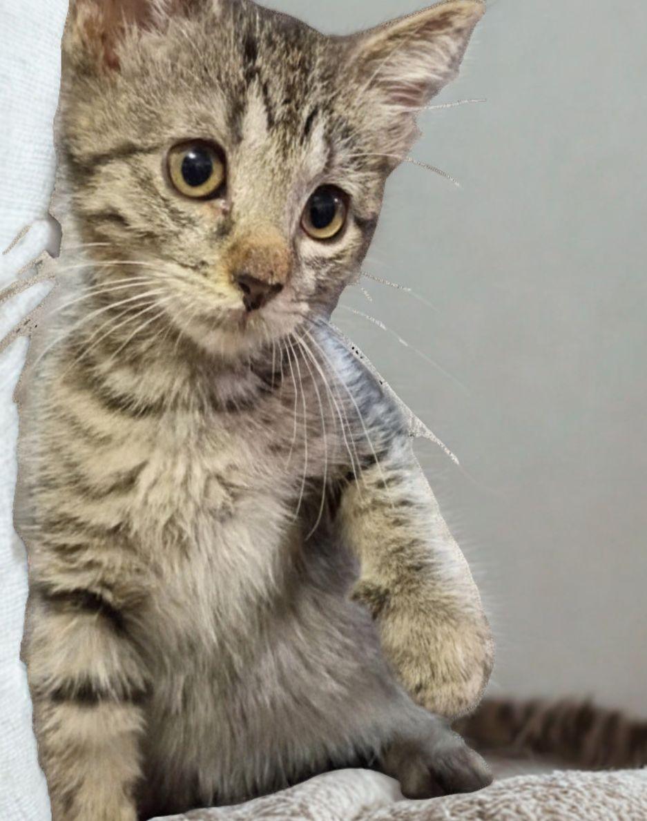 King, a ADOPTABLE American Shorthair in Union City, NJ image 4/6