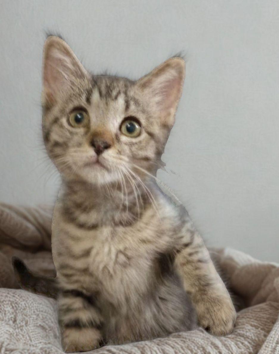 King, a ADOPTABLE American Shorthair in Union City, NJ image 5/6