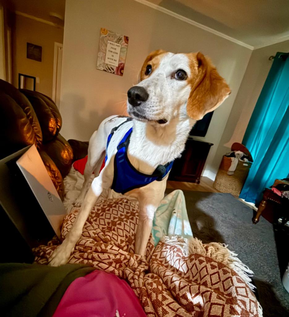 Pecan (Courtesy Post), Adoptable, Young Male Treeing Walker Coonhound.