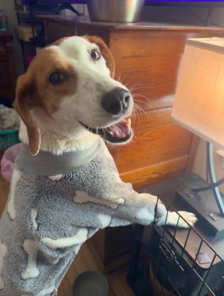 Enlarge Pecan (Courtesy Post), a Adoptable Treeing Walker Coonhound in Rutherfordton, NC image 2/4
