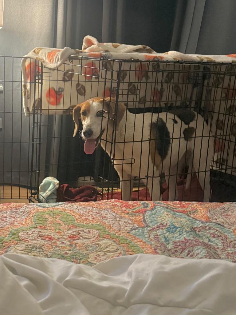 Enlarge Pecan (Courtesy Post), a Adoptable Treeing Walker Coonhound in Rutherfordton, NC image 3/4
