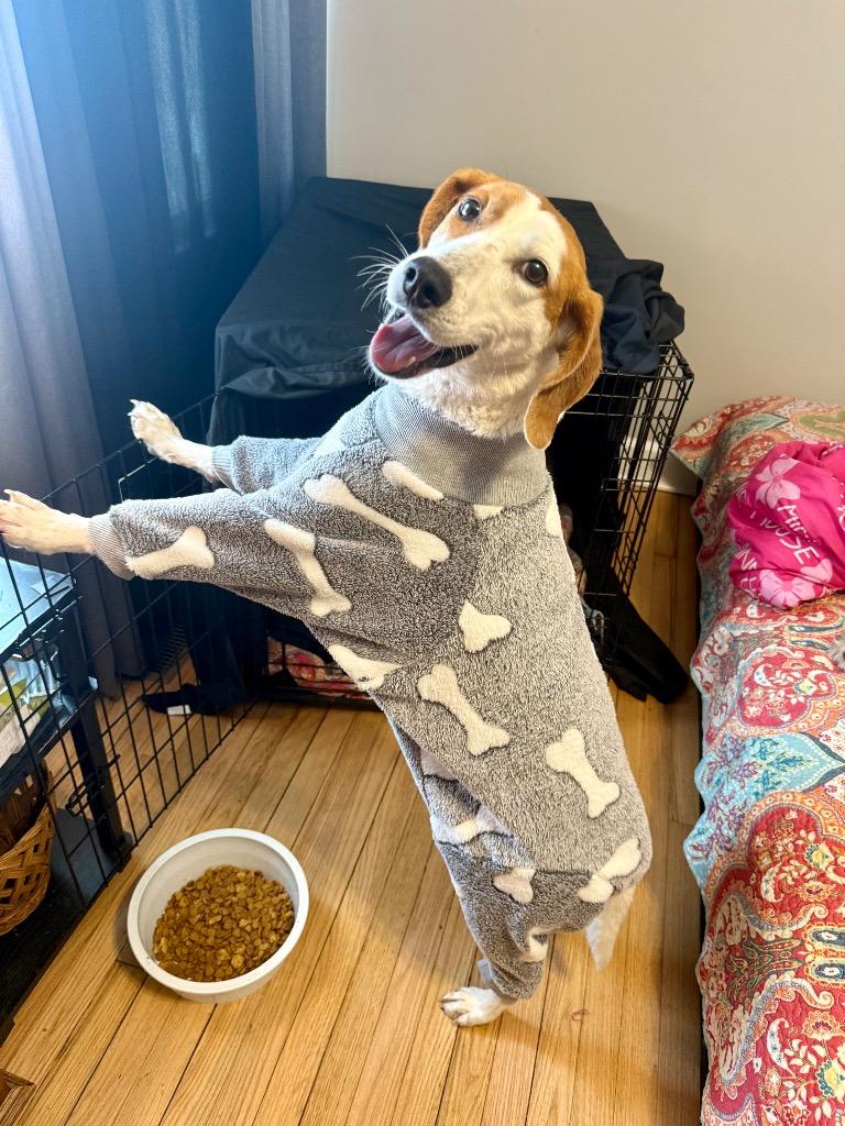 Enlarge Pecan (Courtesy Post), a Adoptable Treeing Walker Coonhound in Rutherfordton, NC image 4/4