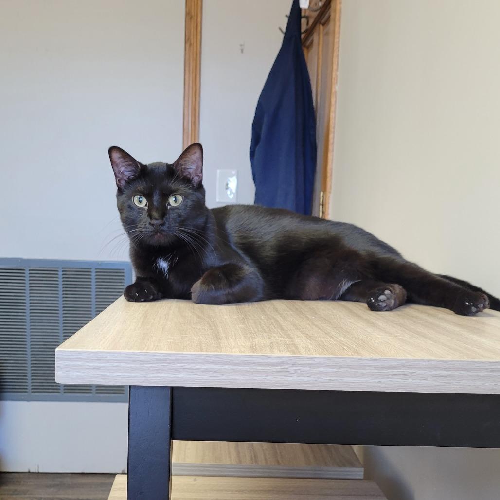 Enlarge Charlie, a Adoptable Domestic Short Hair in Grand Island, NE image 1/1