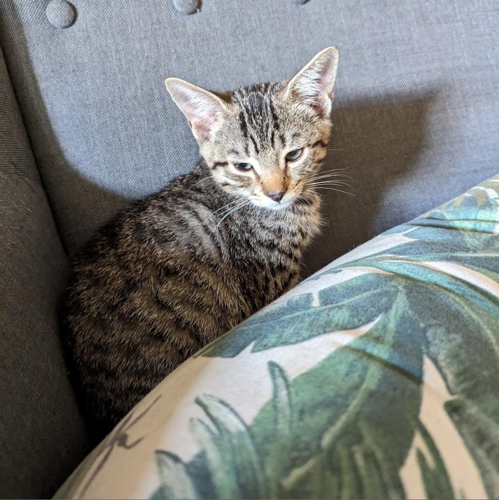 Gil Scott Heron, Adoptable, Adult Male Domestic Short Hair & Domestic Short Hair.