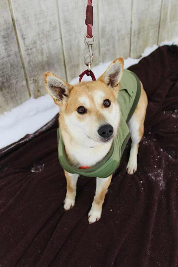 Penny, Adoptable, Adult Female Shiba Inu & Labrador Retriever.