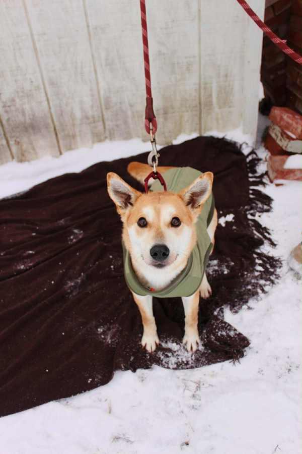 Enlarge Penny, a Adoptable mixed breed in Indiana, PA image 2/5