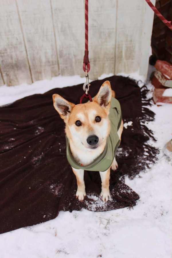 Enlarge Penny, a Adoptable mixed breed in Indiana, PA image 5/5